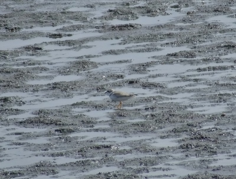 Piping Plover - ML34733371