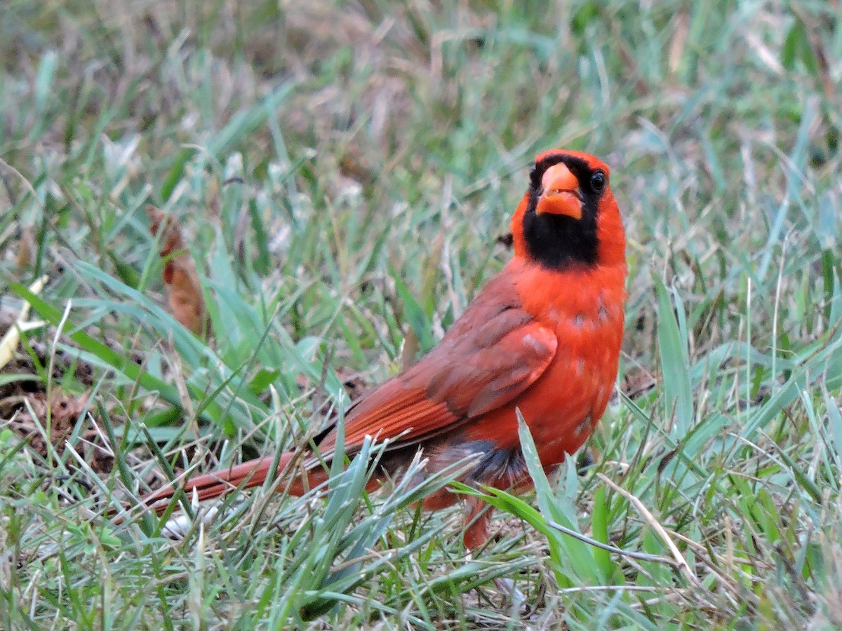 Northern Cardinal - S. K.  Jones