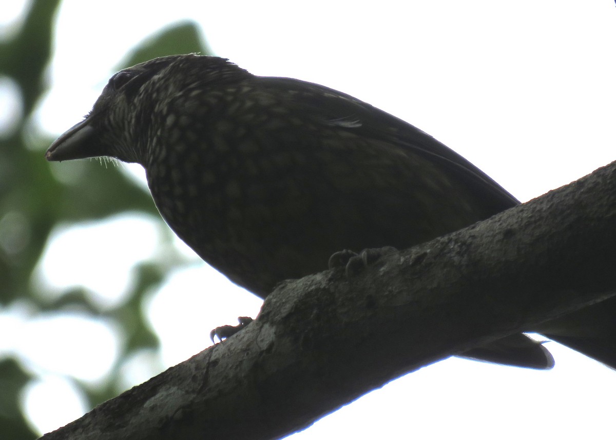 Black-eared Catbird - ML347340141