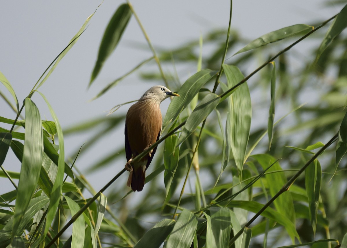 Chestnut-tailed Starling - ML347341371