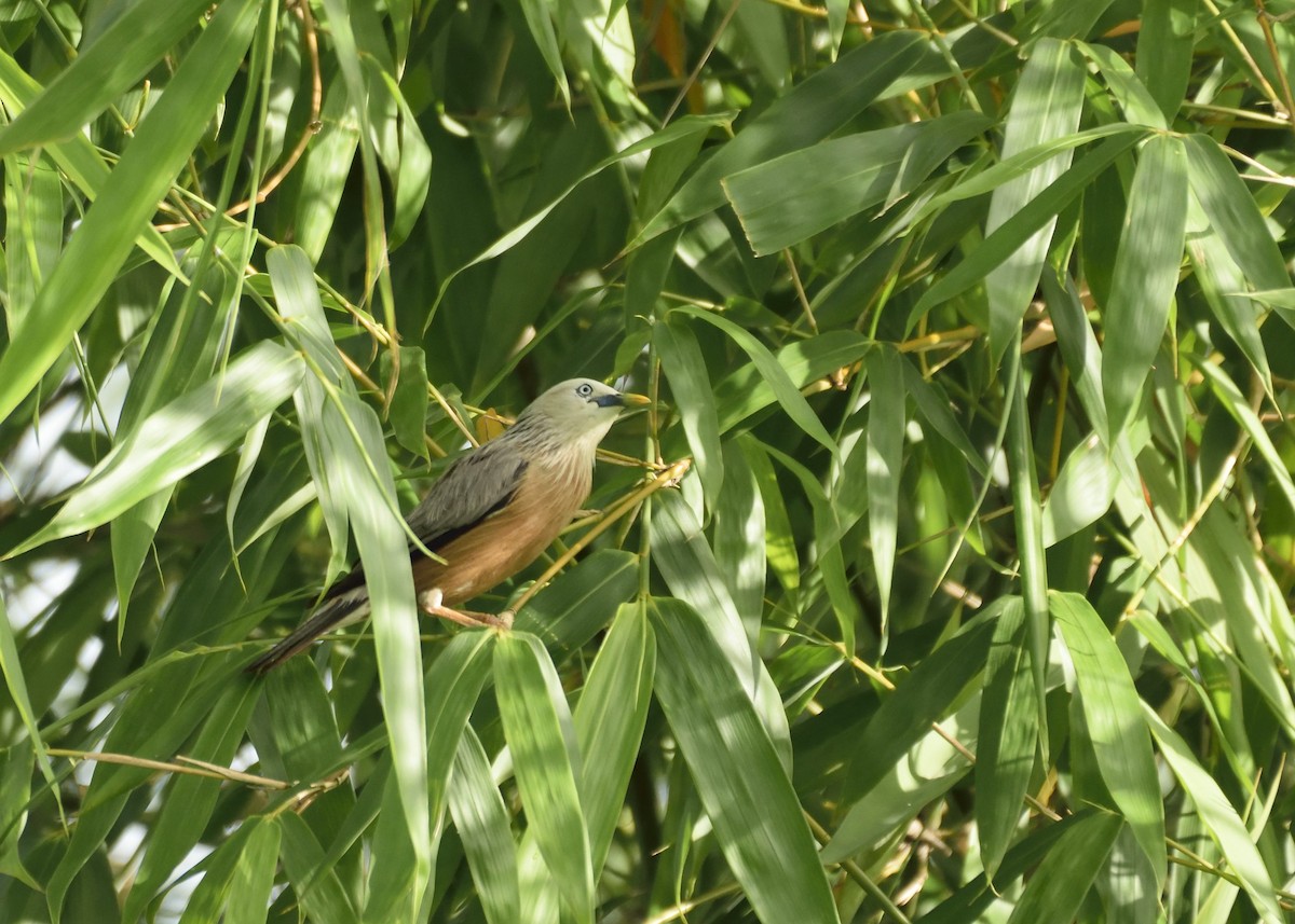 Chestnut-tailed Starling - ML347341381