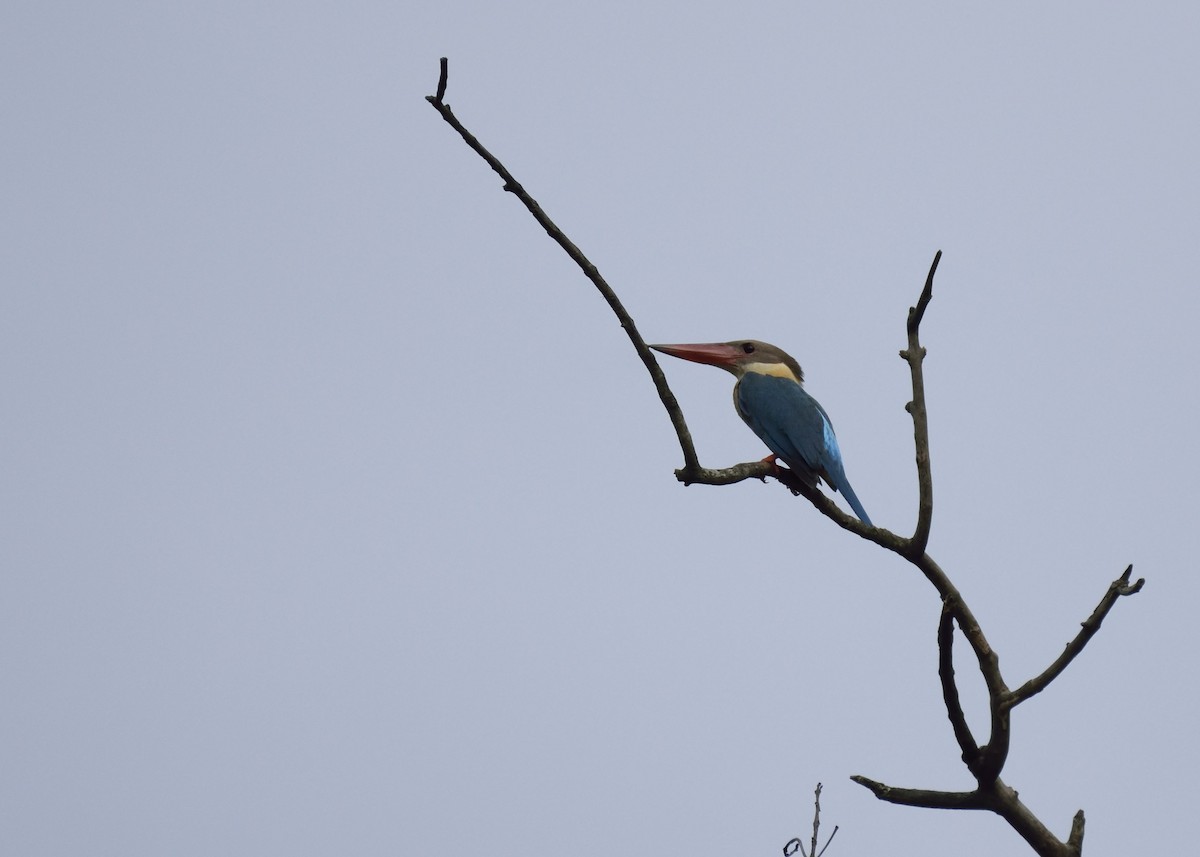 Stork-billed Kingfisher - ML347341741