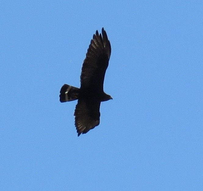Zone-tailed Hawk - ML34734541