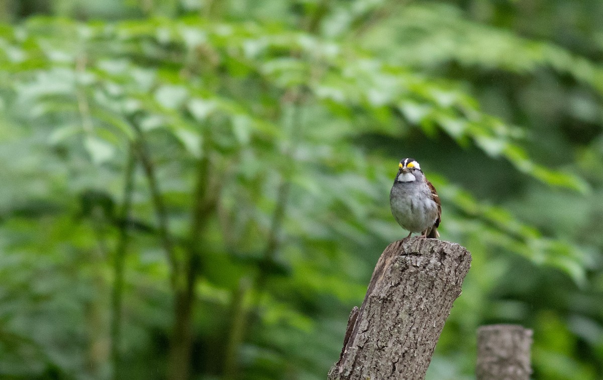 White-throated Sparrow - ML347348061