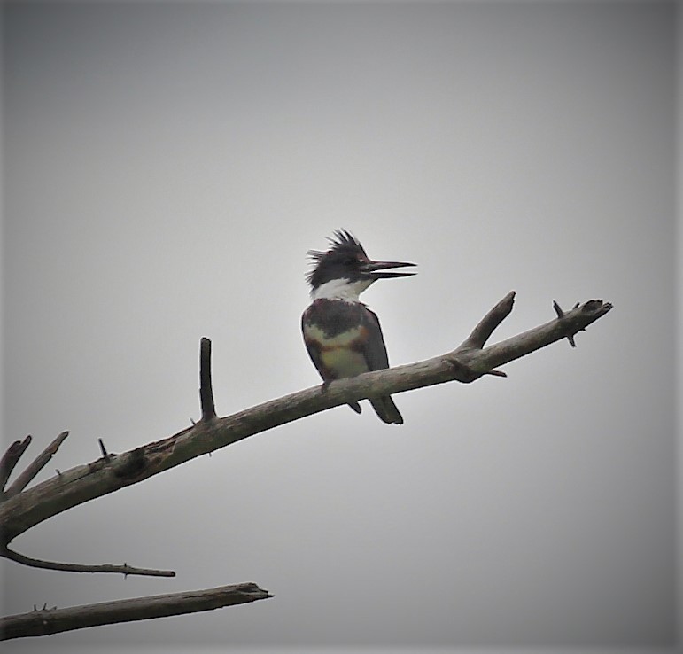 Belted Kingfisher - ML347353421