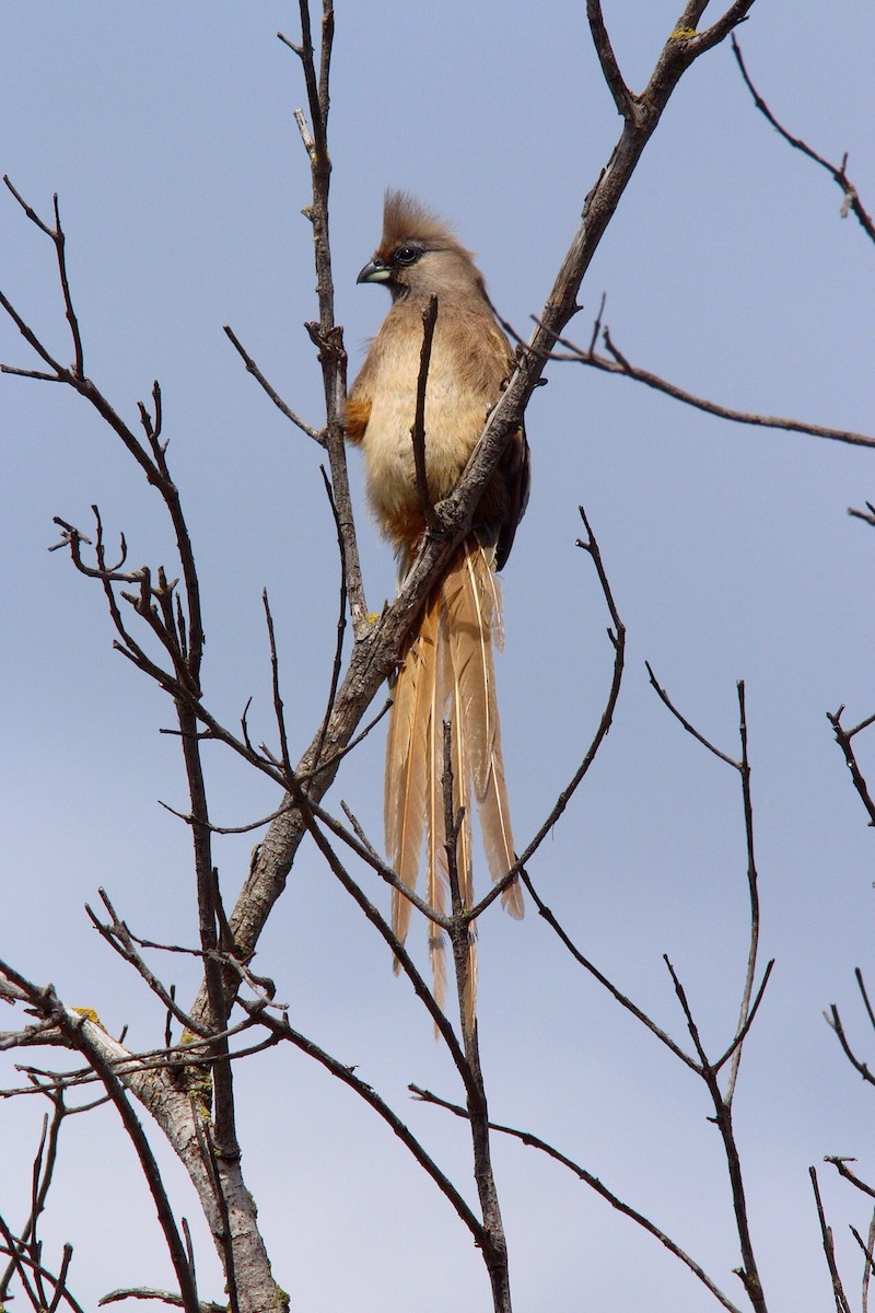 Speckled Mousebird - Anonymous