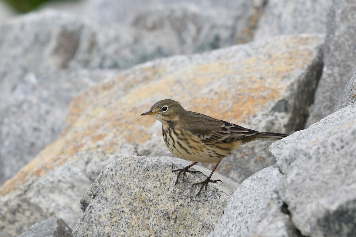 American Pipit (rubescens Group) - ML347361961
