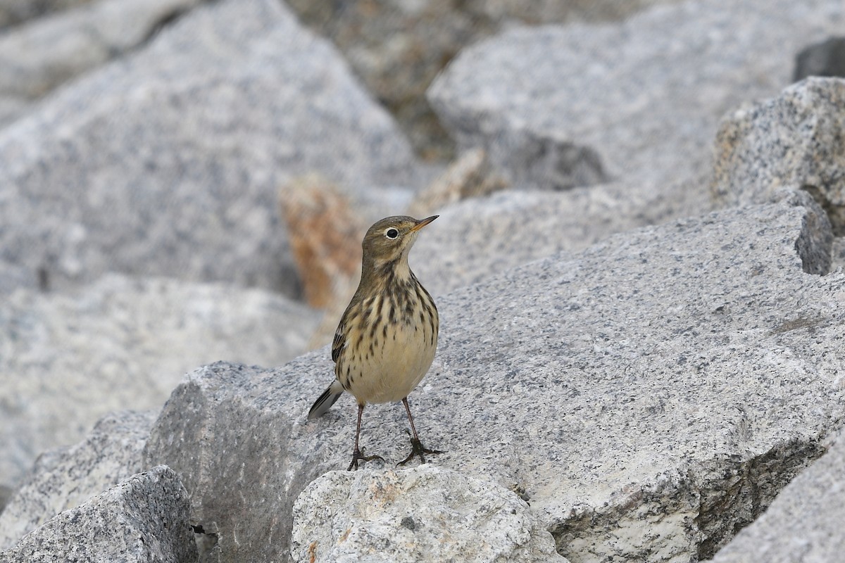 American Pipit (rubescens Group) - ML347361971