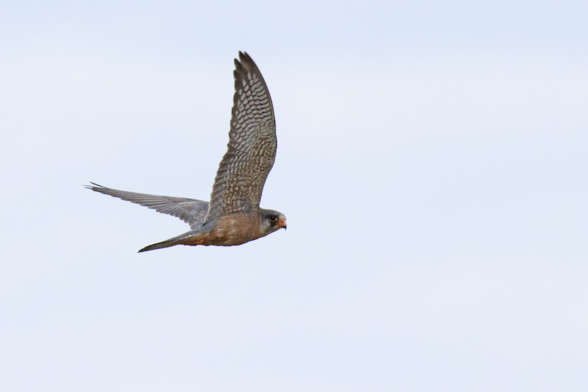 Red-footed Falcon - ML347362941