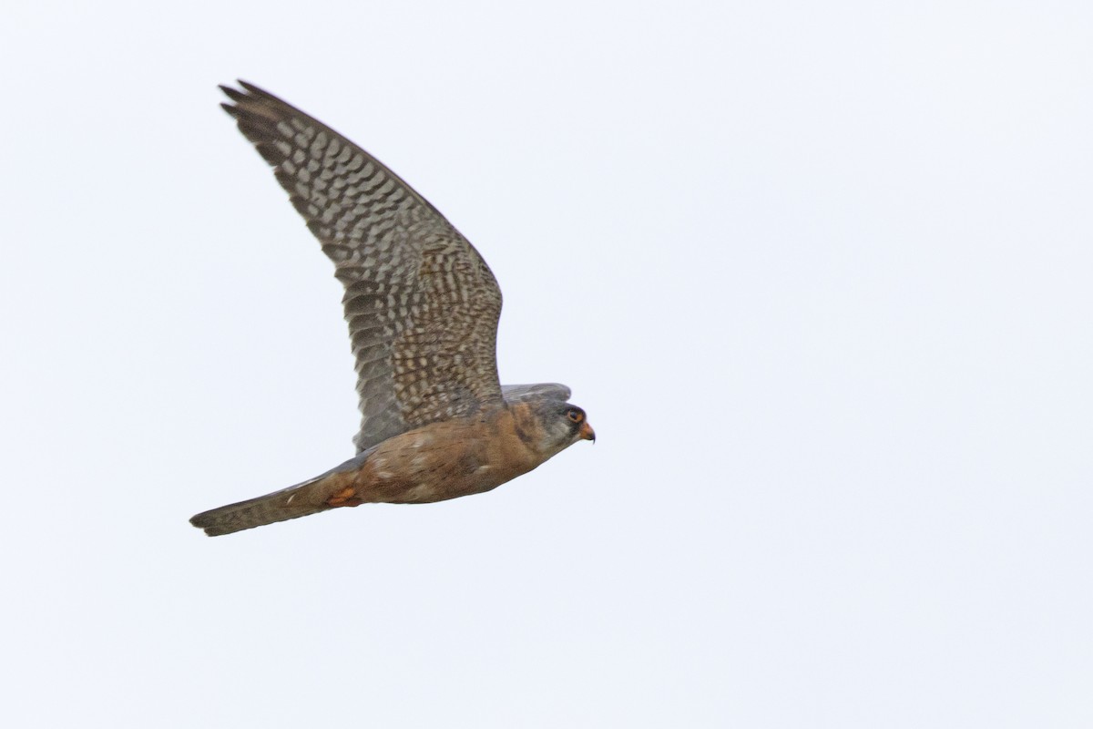 Red-footed Falcon - ML347363711