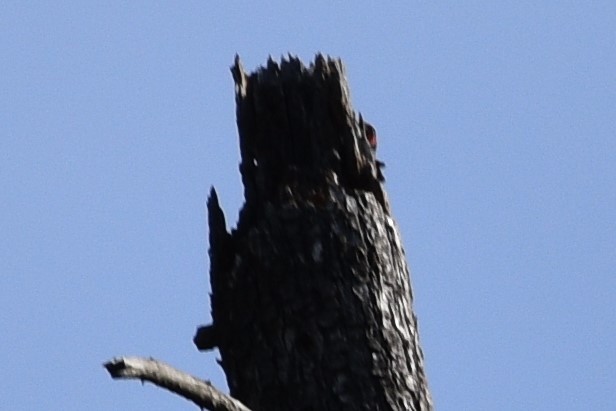 Lewis's Woodpecker - Sydney Gerig