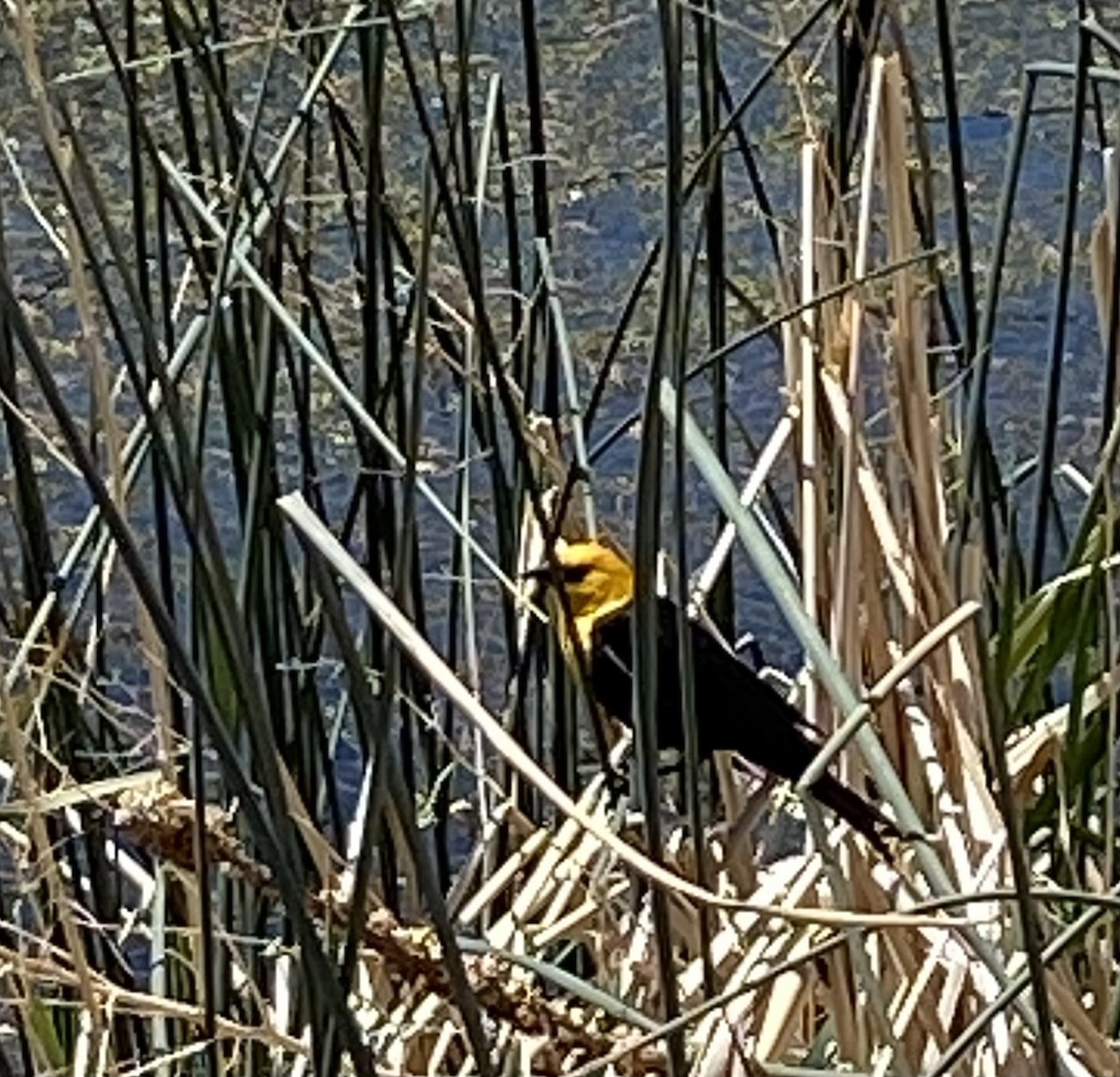 Yellow-headed Blackbird - ML347367611