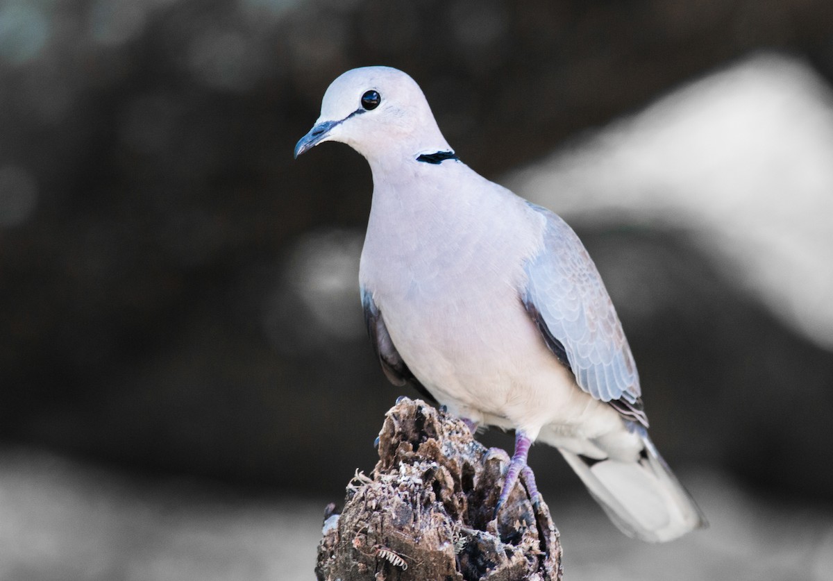 Ring-necked Dove - Tom Armstrong