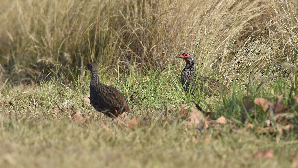 Red-necked Spurfowl (Southern) - ML347376161