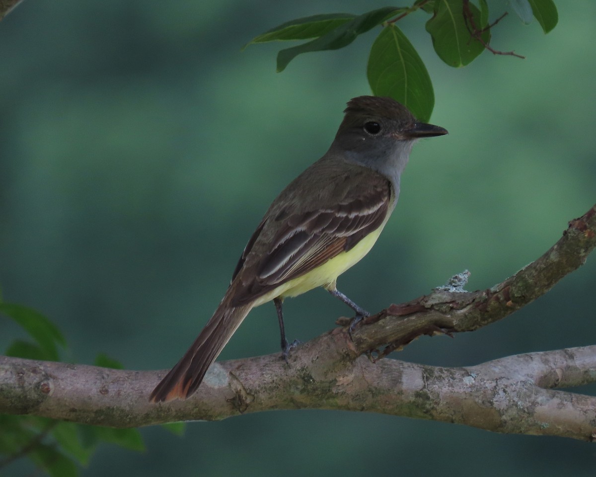 Great Crested Flycatcher - ML347379141