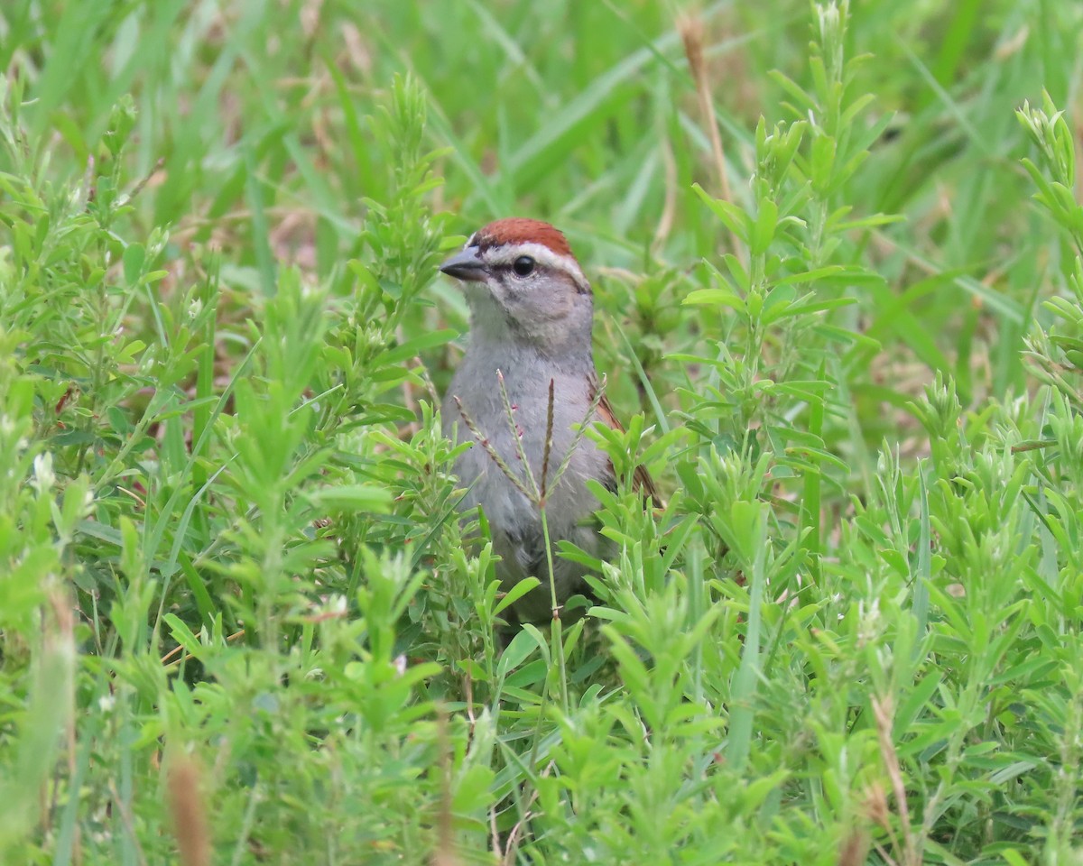 Chipping Sparrow - ML347379521