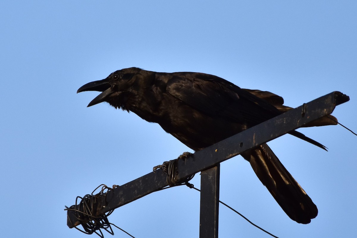 Large-billed Crow - ML347383951