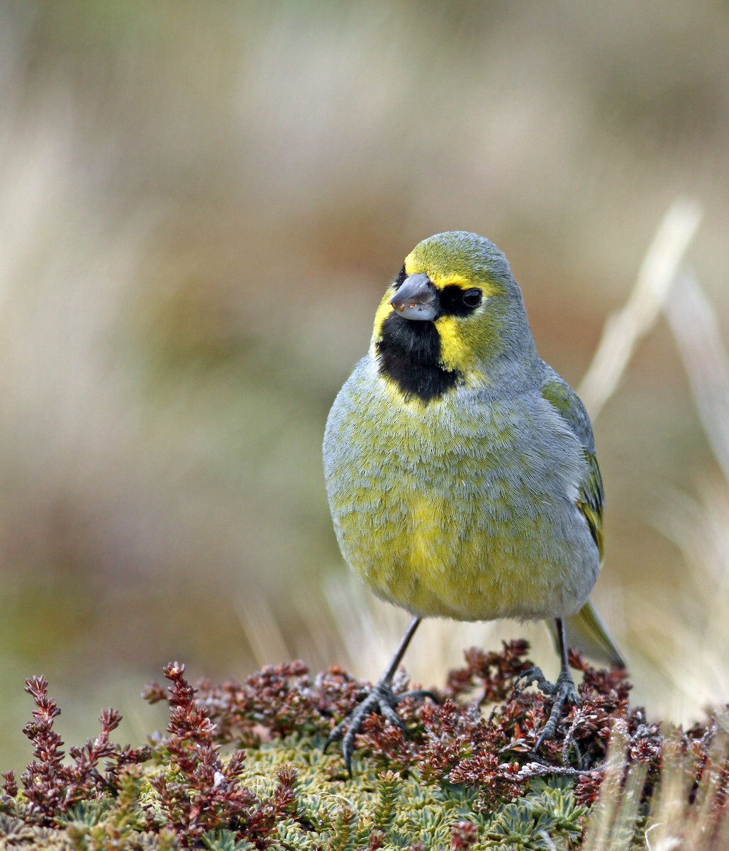 Yellow-bridled Finch - Andrew Spencer