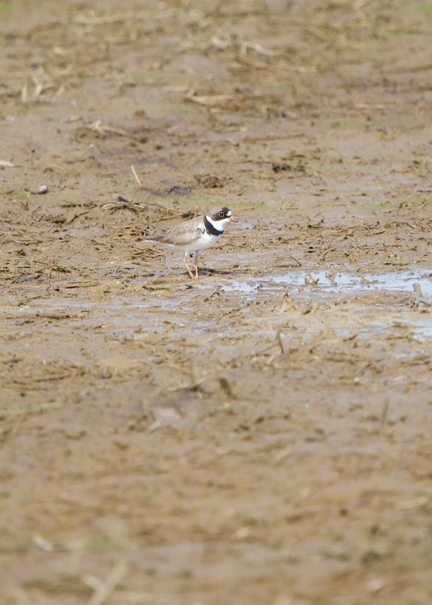 Semipalmated Plover - ML347384411