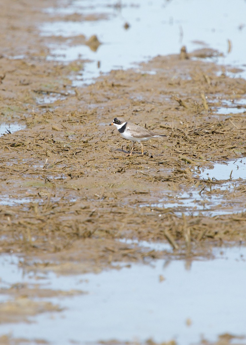 Semipalmated Plover - ML347384421