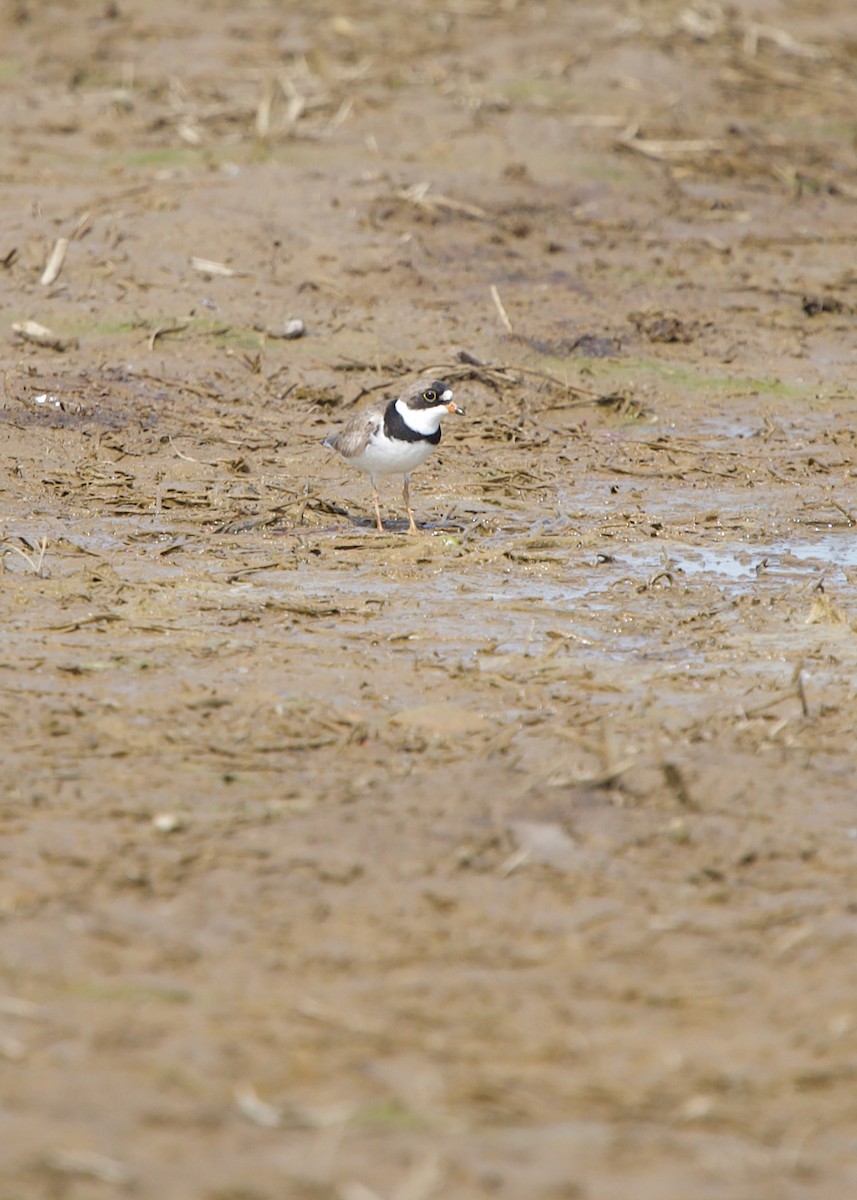 Semipalmated Plover - ML347384431