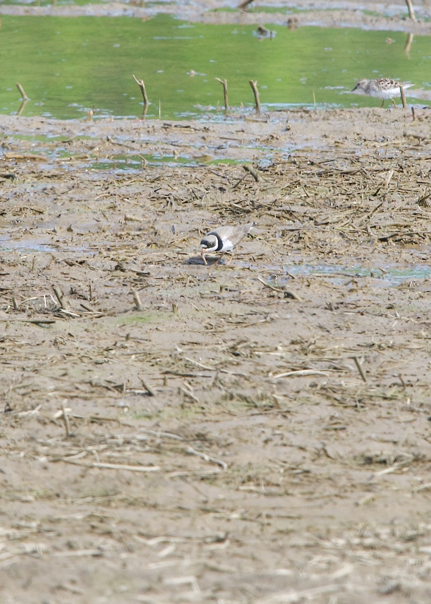 Semipalmated Plover - ML347384441