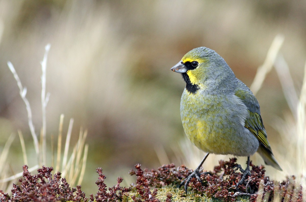 Yellow-bridled Finch - Andrew Spencer