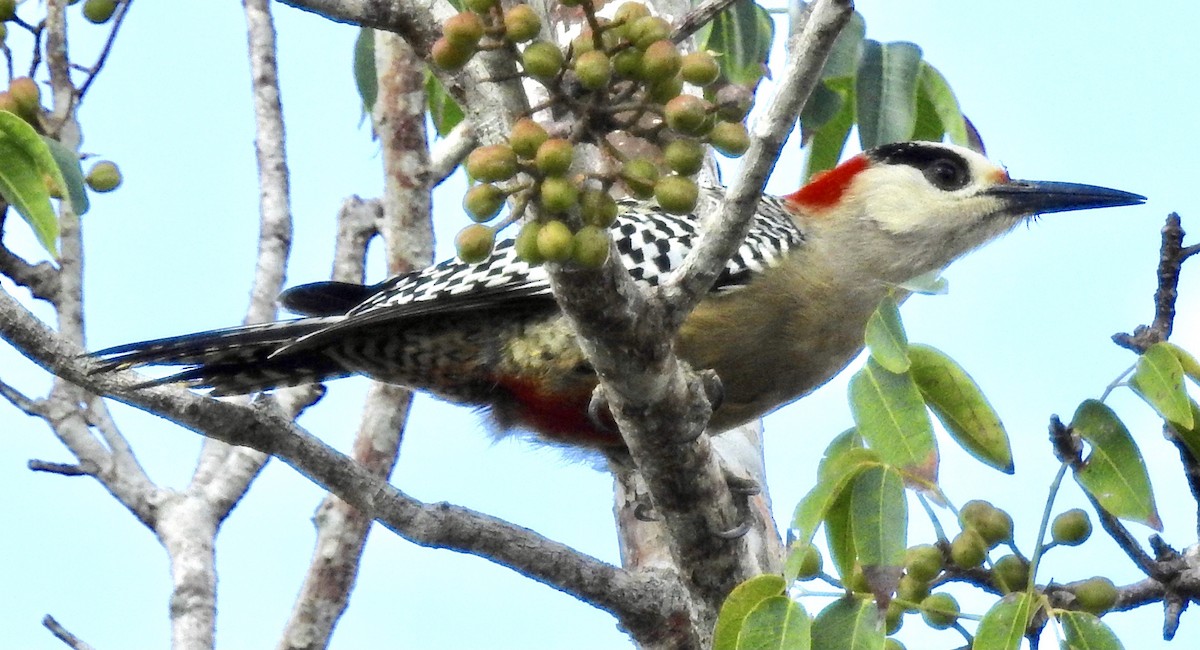 West Indian Woodpecker - ML347387211