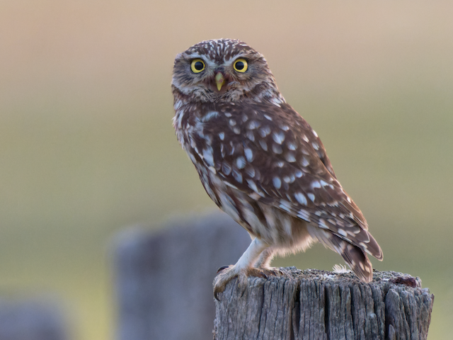 コキンメフクロウ Ebird