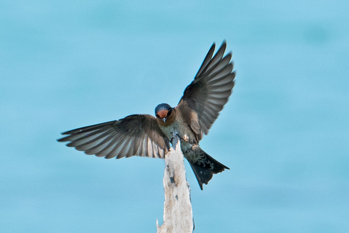 Pacific Swallow - ML347387571