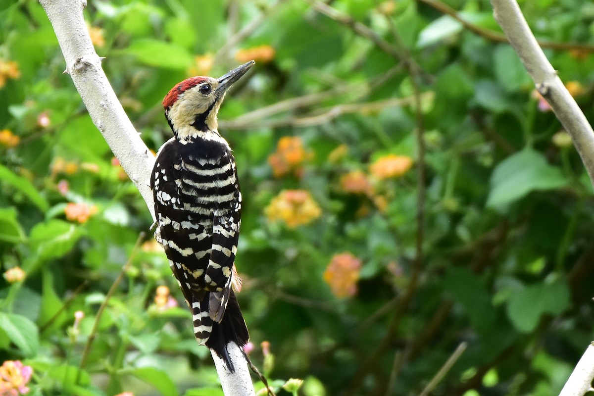 Fulvous-breasted Woodpecker - ML347387861
