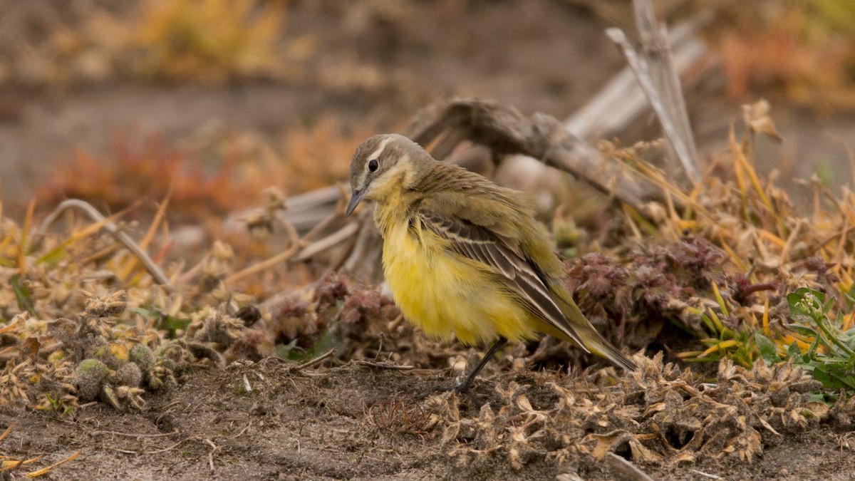 Western Yellow Wagtail - Eric van Poppel