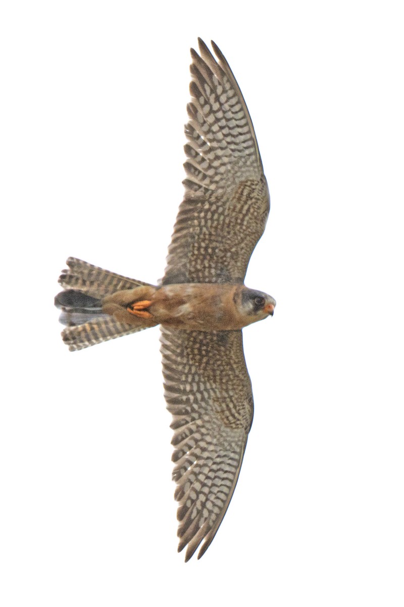 Red-footed Falcon - ML347389531