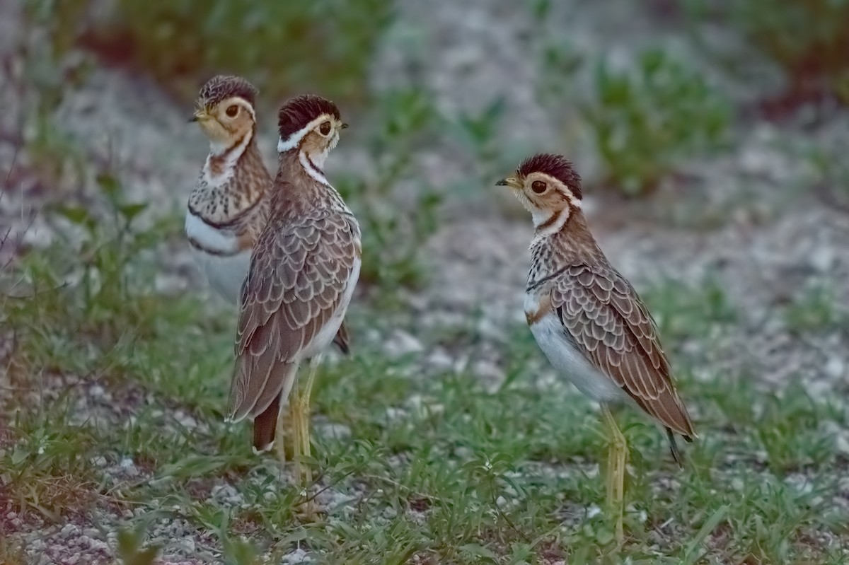 Three-banded Courser - ML347395681
