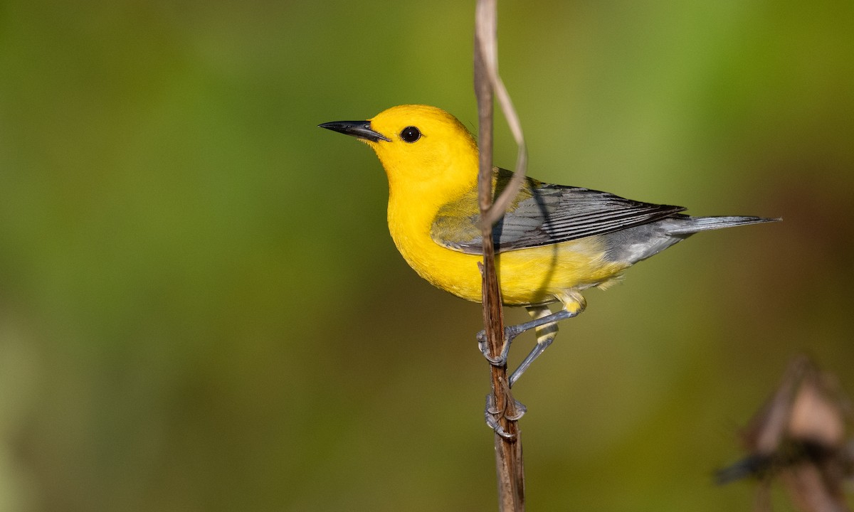Prothonotary Warbler - ML347399221