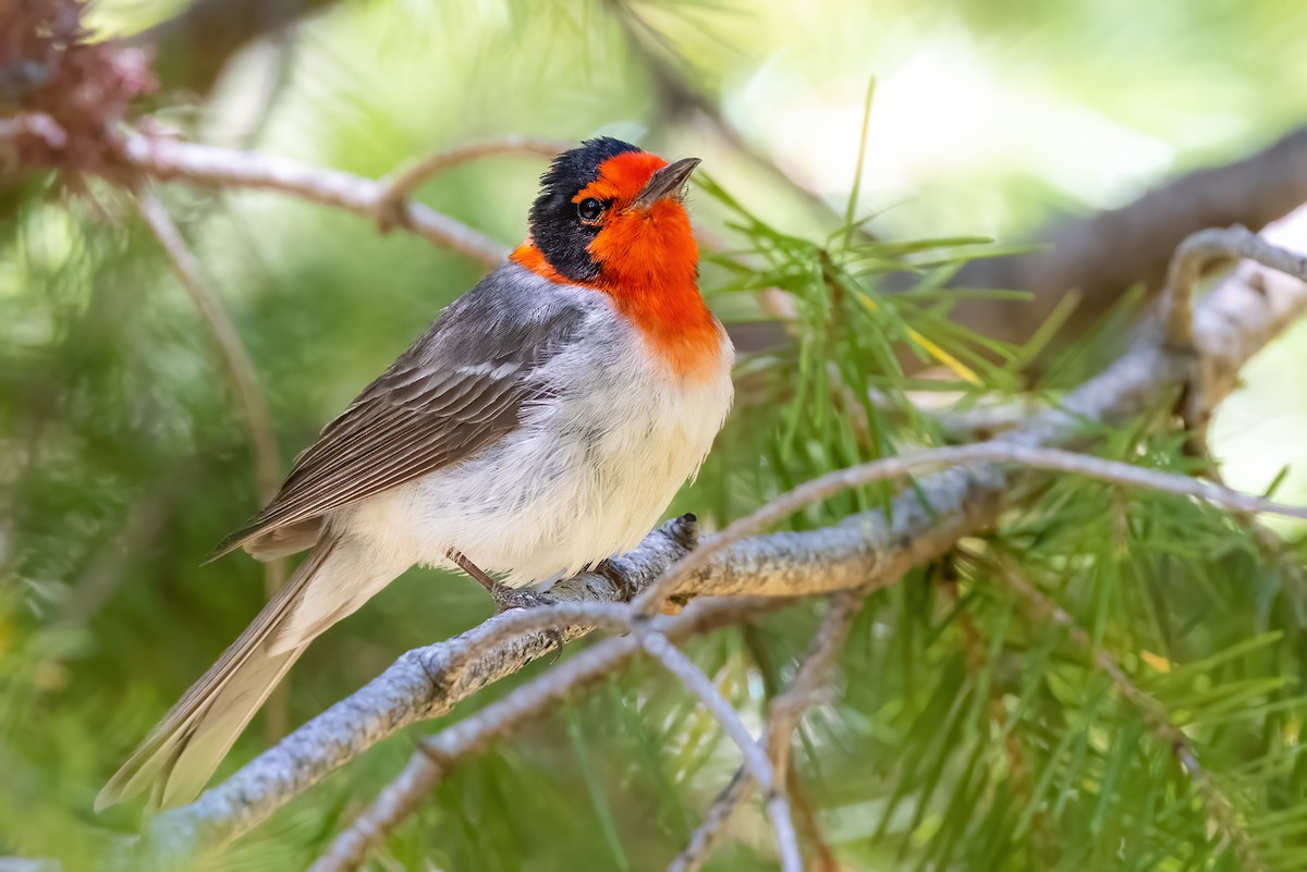 Red-faced Warbler - Brad Imhoff