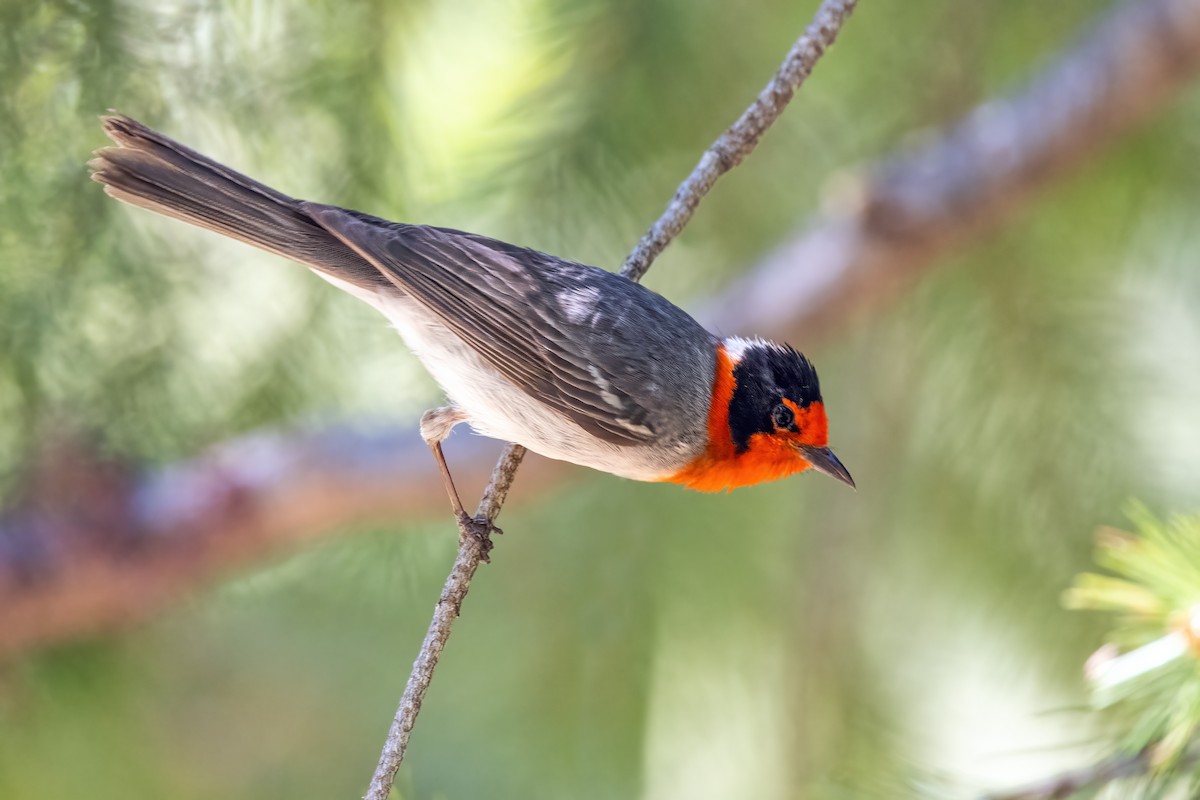 Red-faced Warbler - Brad Imhoff