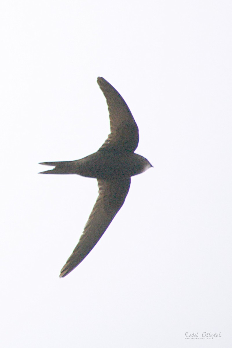 Common Swift - Radek Ošlejšek