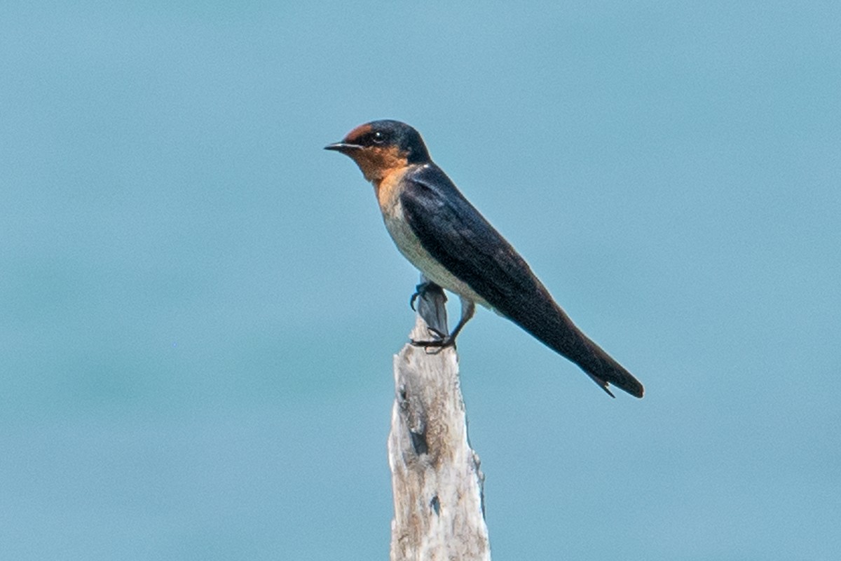 Pacific Swallow - ML347405371