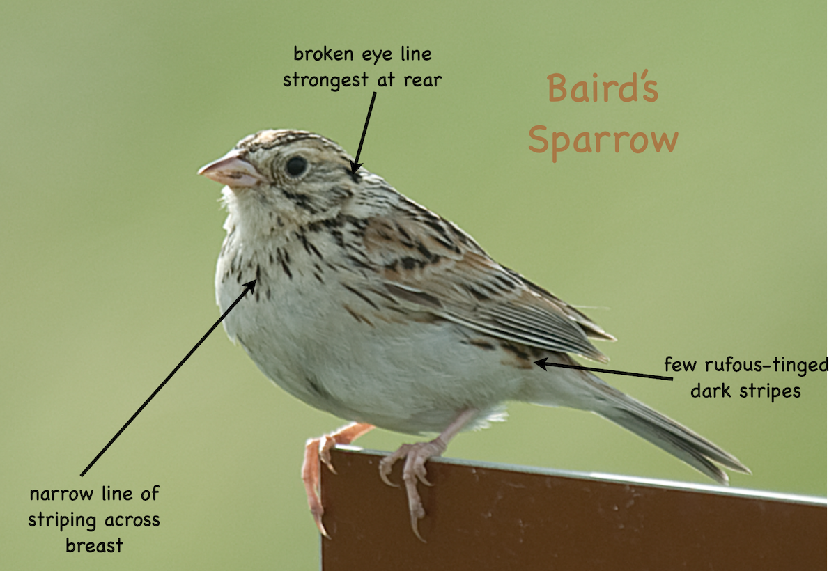 Baird's Sparrow - johnny powell