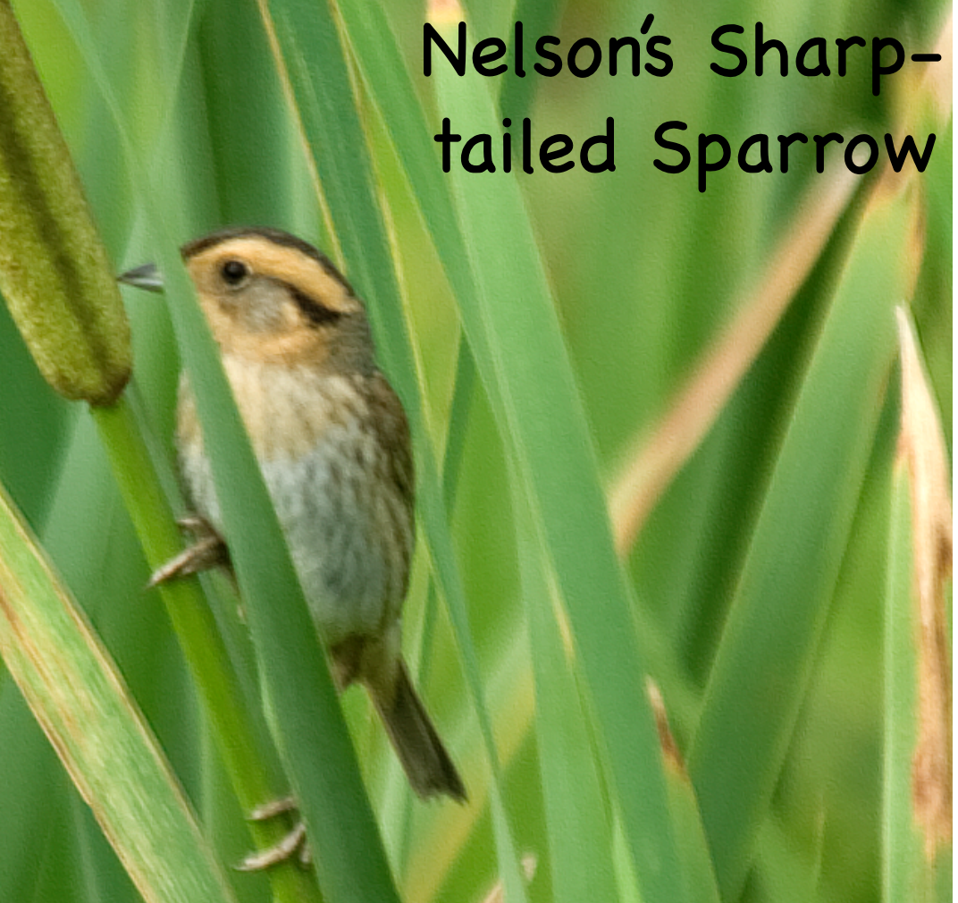 Nelson's Sparrow - ML347409071