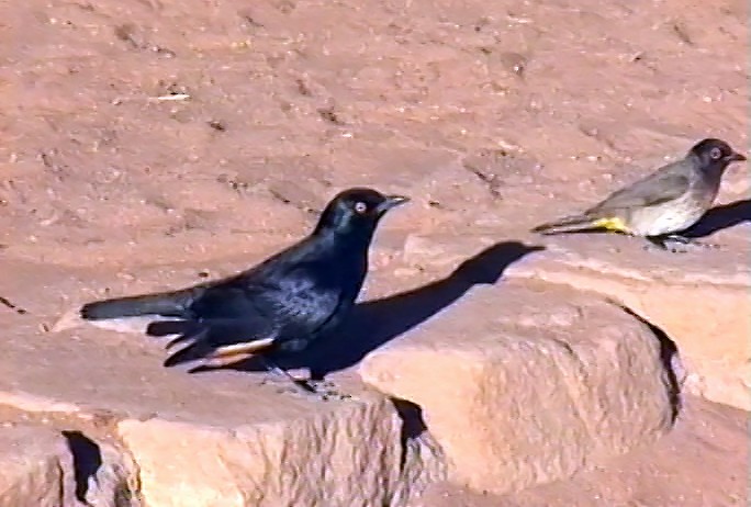 Pale-winged Starling - ML347415661