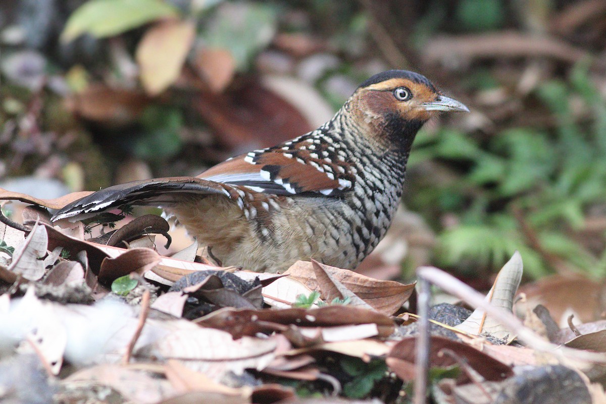 Spotted Laughingthrush - ML347415781