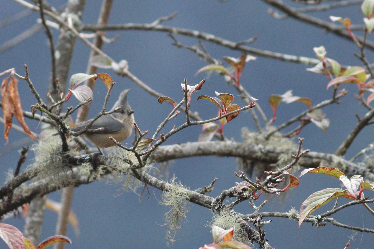 Gray-crested Tit - ML347416211