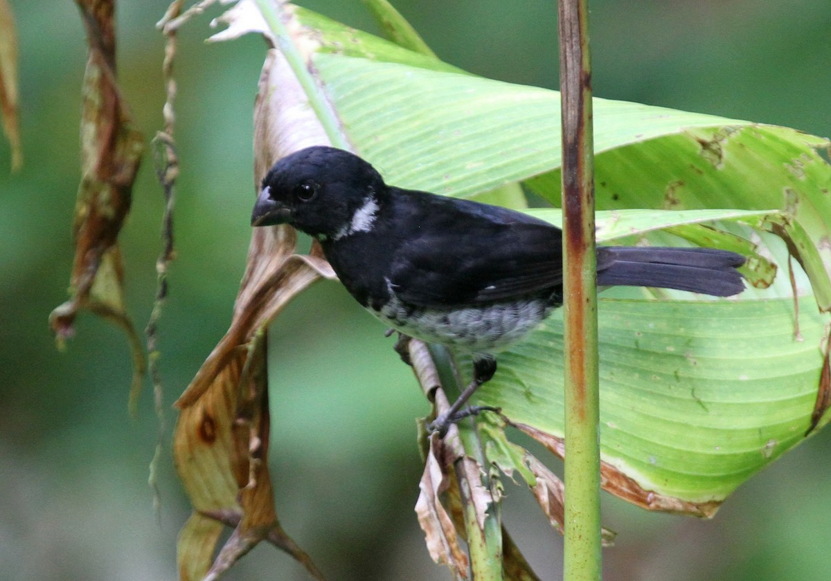 Variable Seedeater - ML34741781