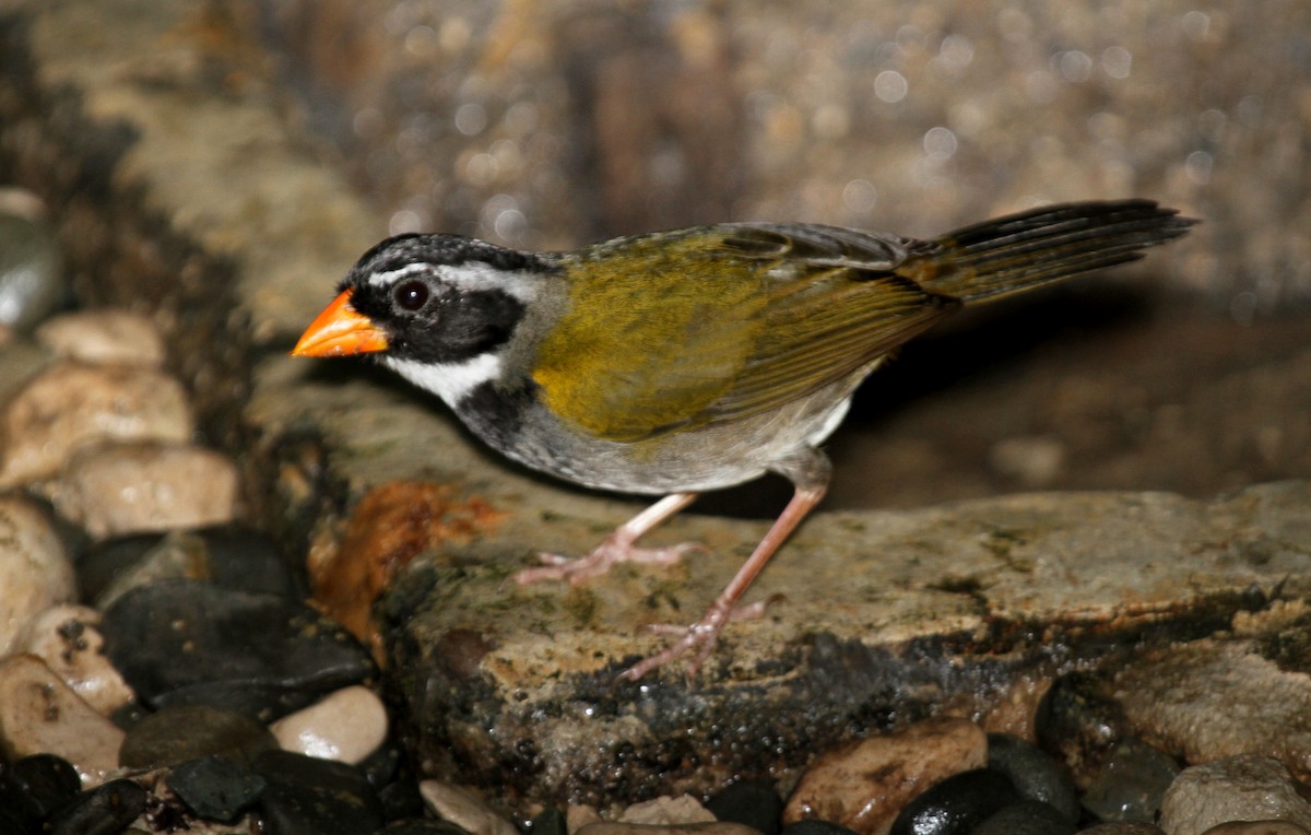 Orange-billed Sparrow - ML34741811