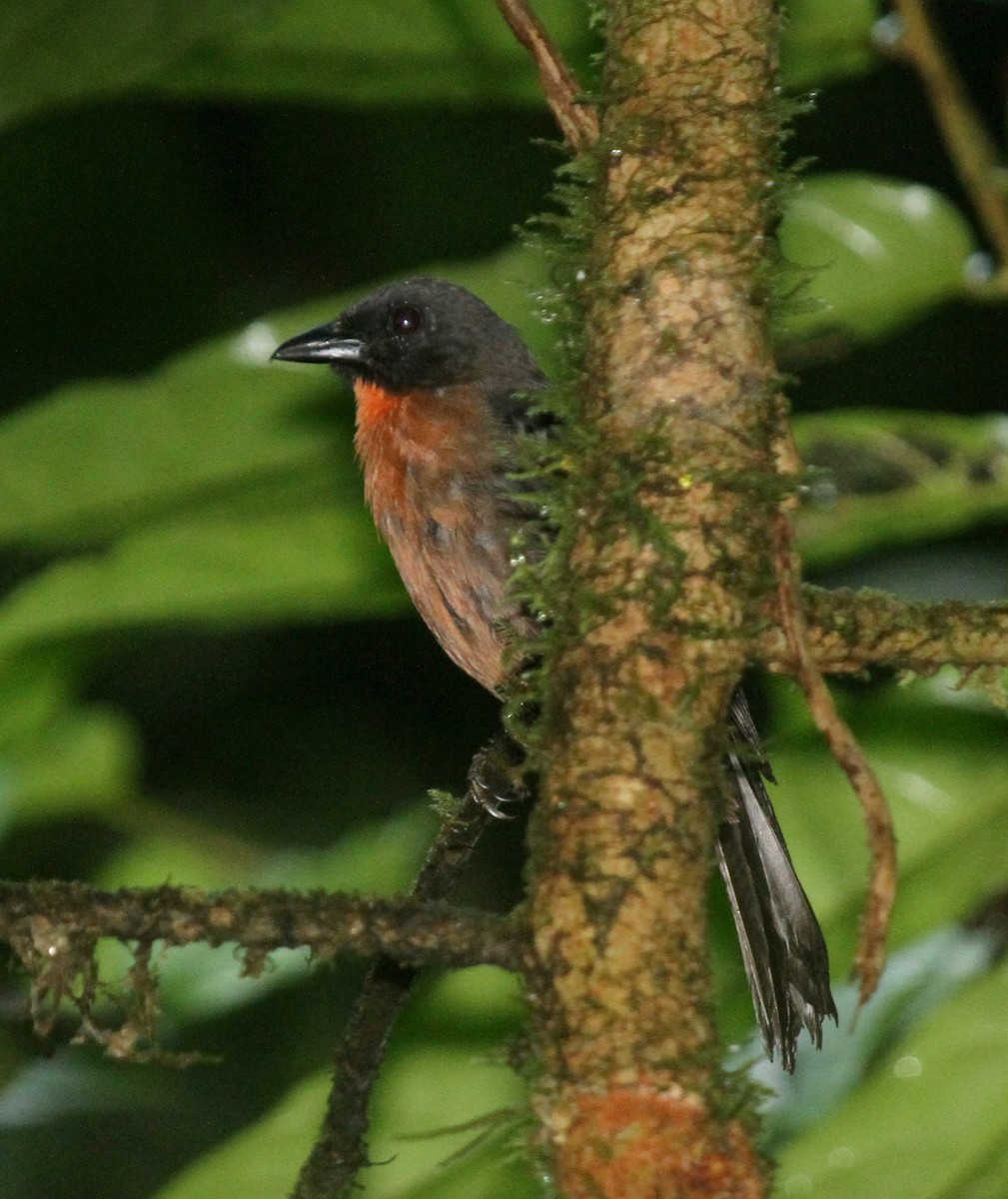Black-cheeked Ant-Tanager - ML34741821