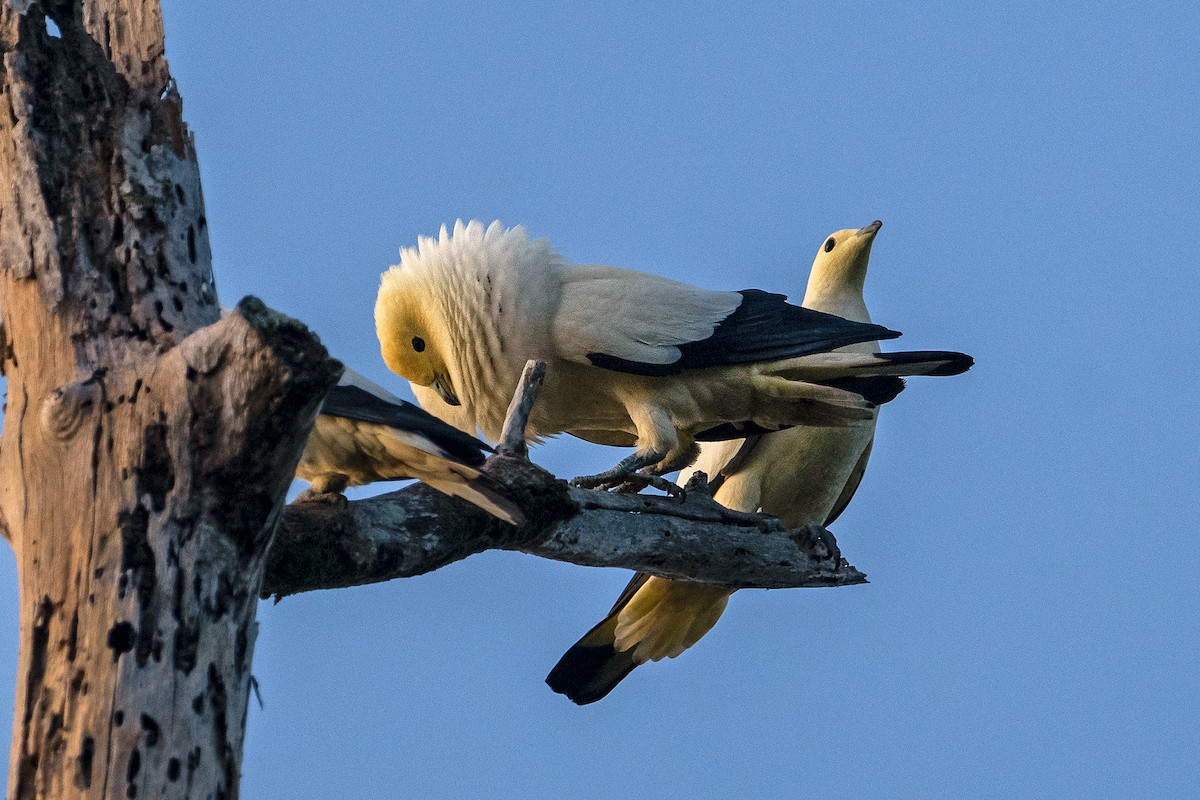 Pied Imperial-Pigeon - ML347420471