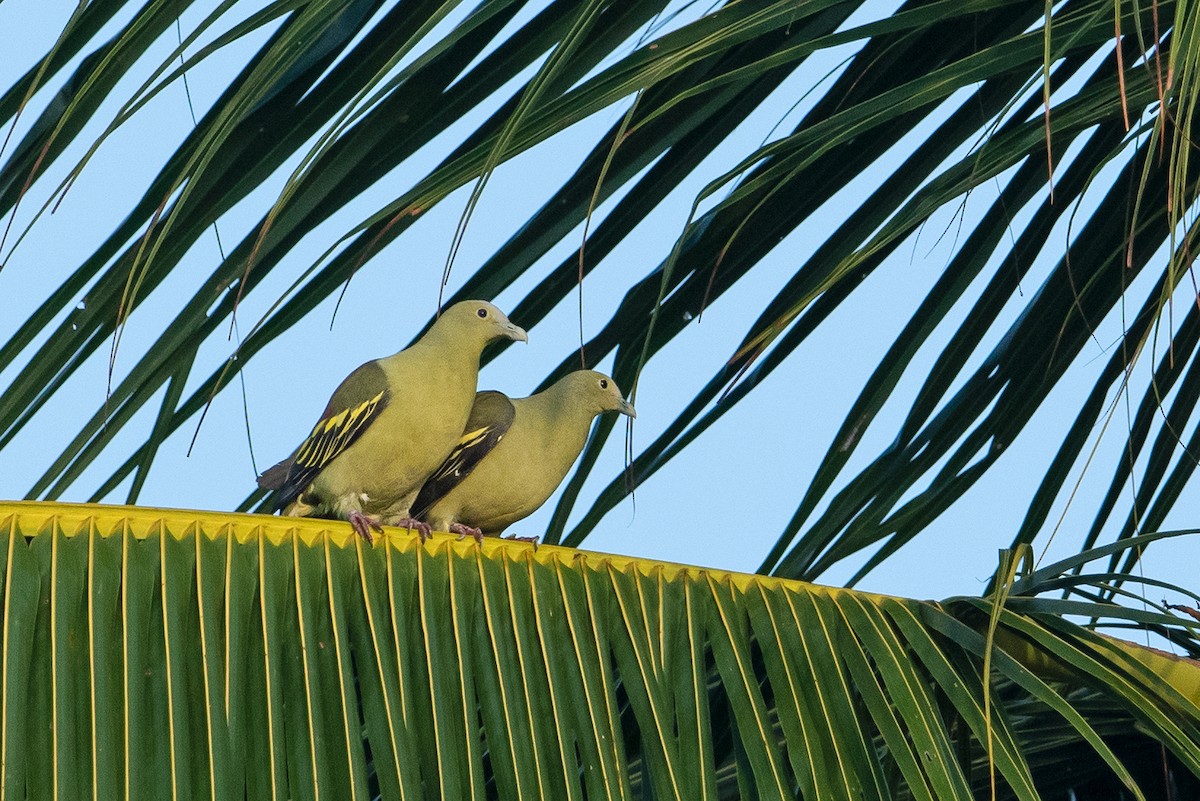 Andaman Green-Pigeon - ML347421891