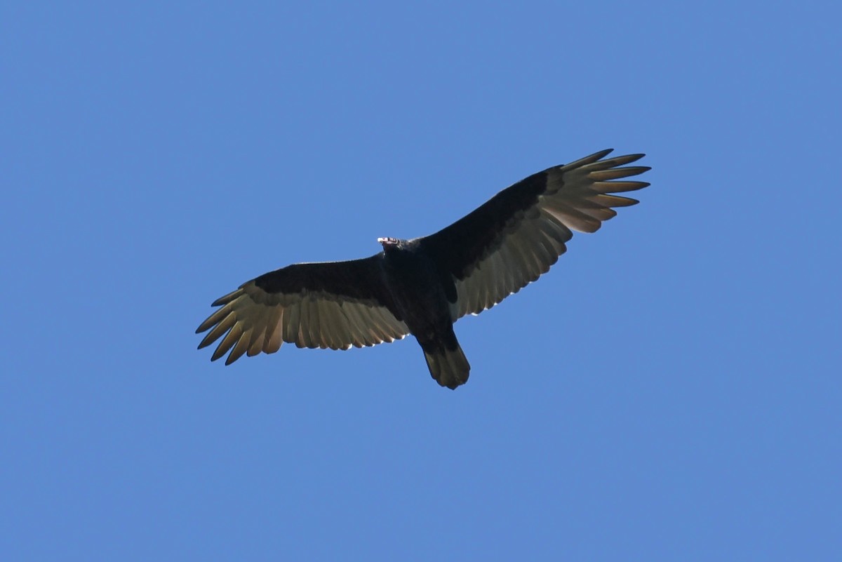 Turkey Vulture - ML34743161